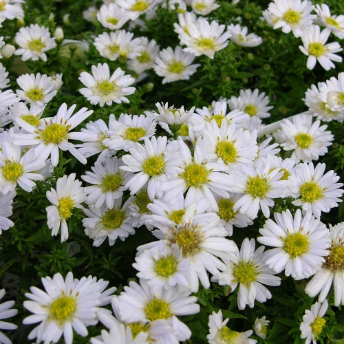 Aster dumosus Schneekissen