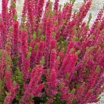 Calluna vulgaris Disco Queen