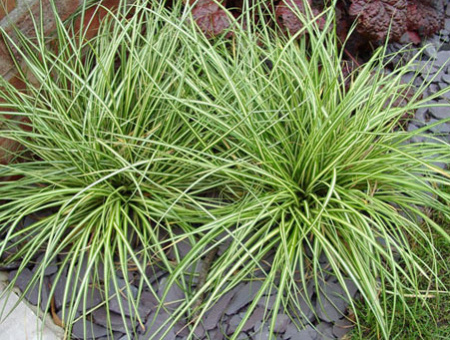 Carex oshimensis Evergold