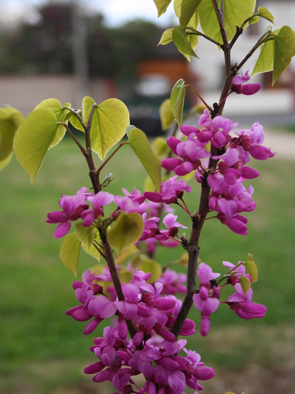 Cercis chinensis Avondale