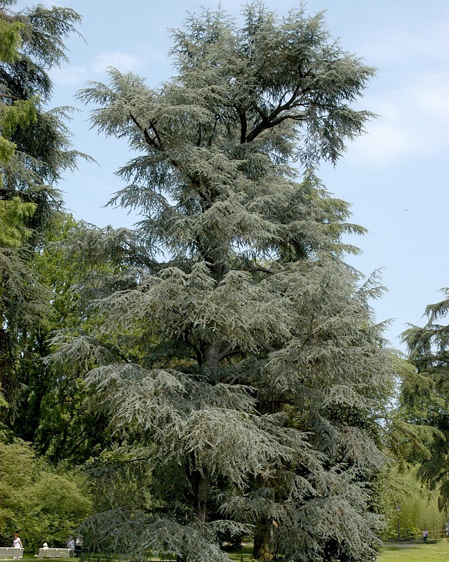 Cedrus libani Glauca