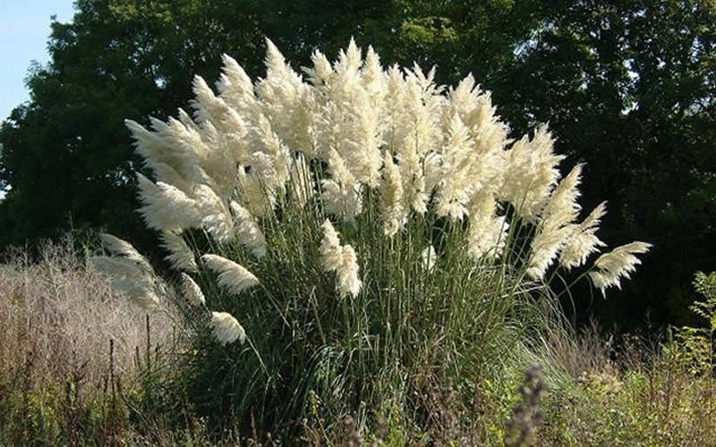 Cortaderia selloana White Plume