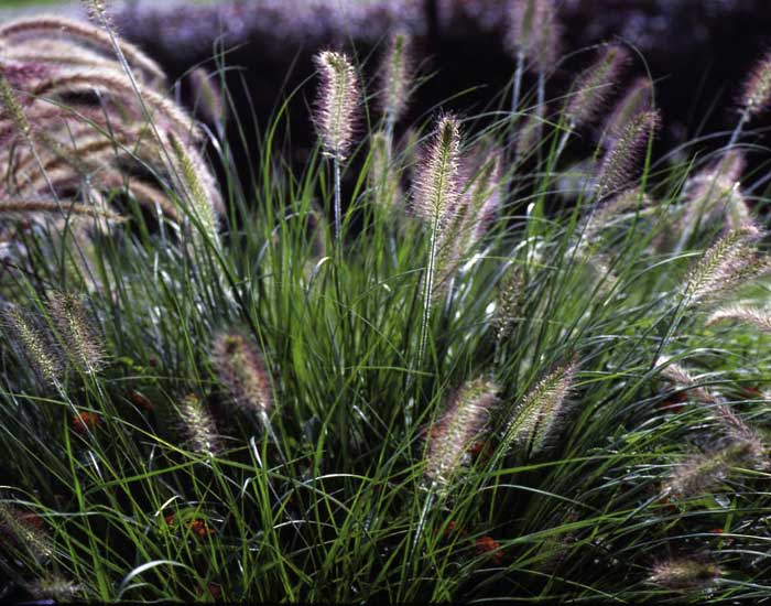 Pennisetum alopecuroides Hameln