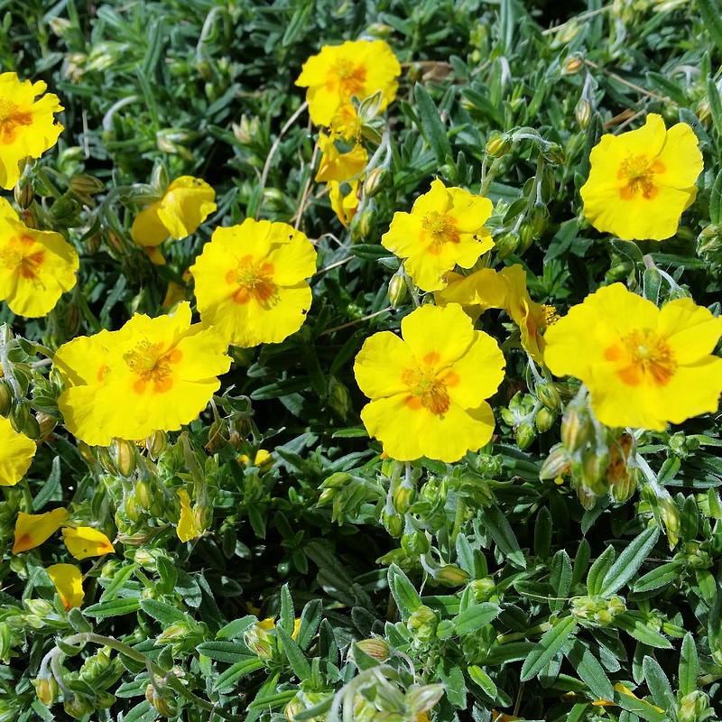 Helianthemum hybr. Golden Queen