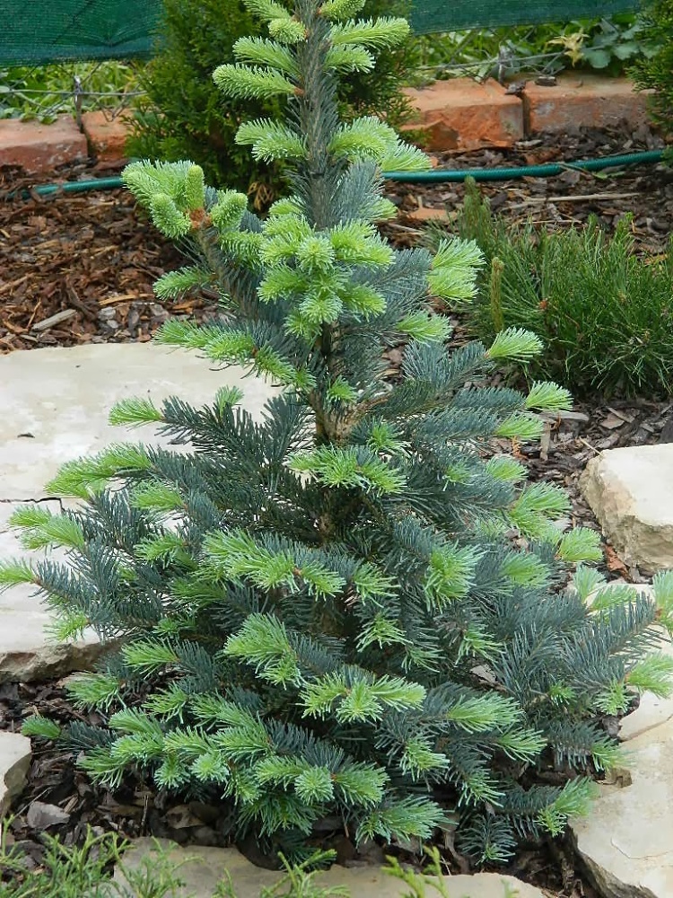 Abies lasiocarpa Jan Pavel II