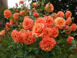 Rosa hybr. (S)  Lambada