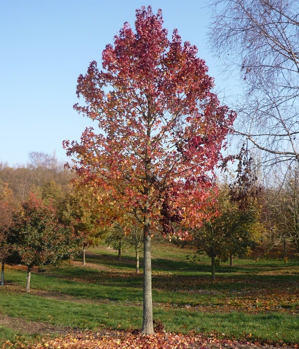 Liquidambar styraciflua