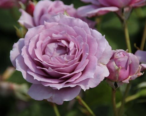 Rosa hybr. (F)  Novalis