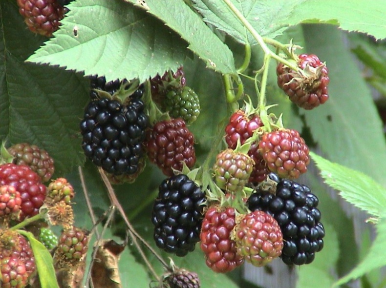 Rubus fruticosus Čačanská beztrnná