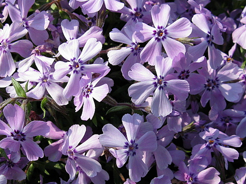 Phlox subulata Benita