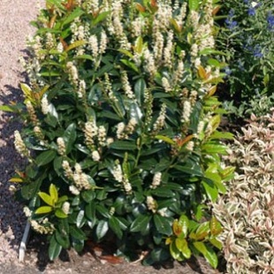 Prunus laurocerasus Cleopatra