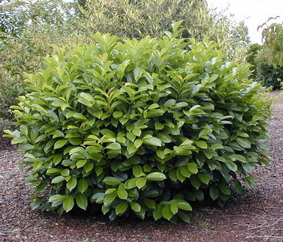 Prunus laurocerasus Etna
