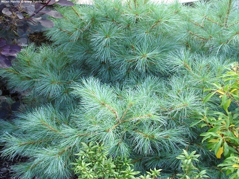 Pinus strobus Radiata