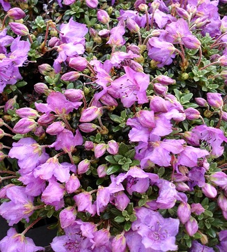 Rhododendron keleticum