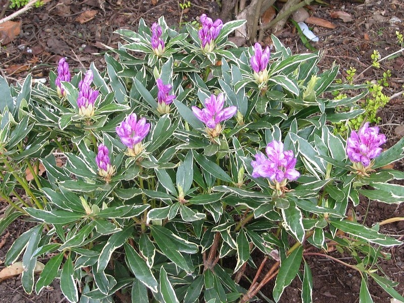 Rhododendron ponticum Variegatum