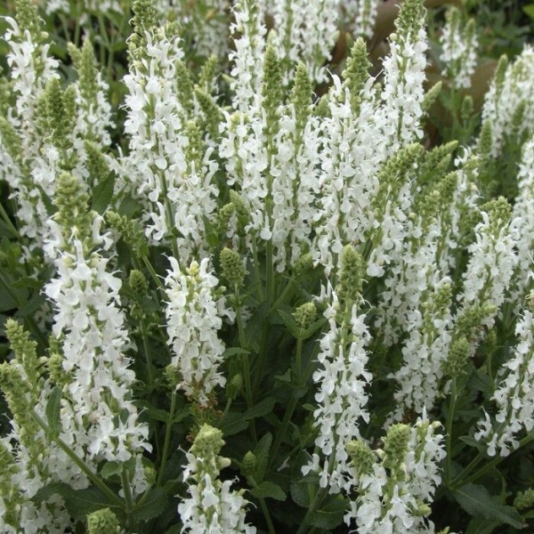 Salvia nemorosa Schneehügel