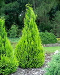 Chamaecyparis lawsoniana Stewartii