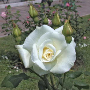 Rosa hybr. (CH)  Virgo