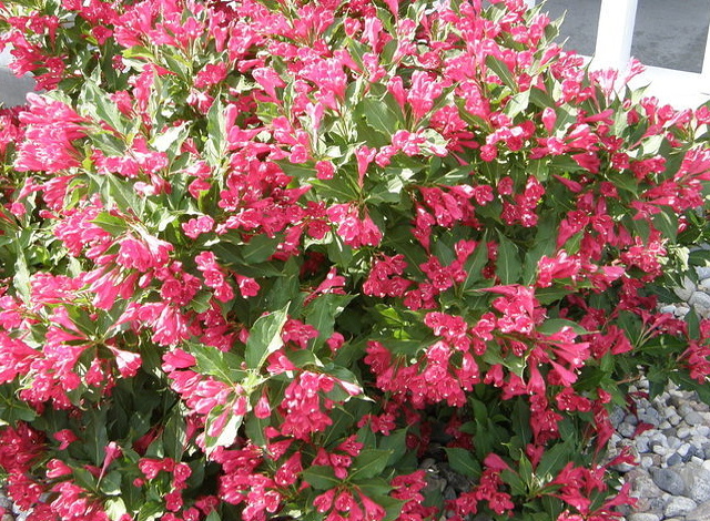 Weigela x hybrida Red Prince