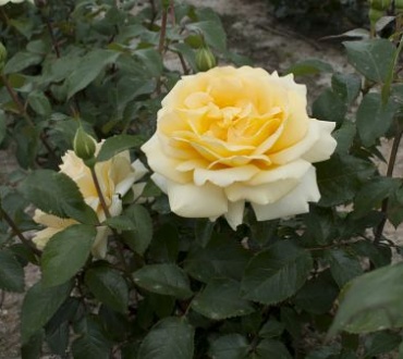 Rosa hybr. (CH)  Winter Sun