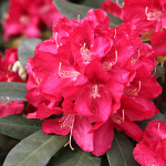 Rhododendron hybridum Karl Naue