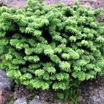 Abies balsamea Nana