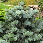 Abies concolor Compacta