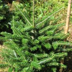 Abies koreana