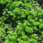Abies koreana Dark Hill