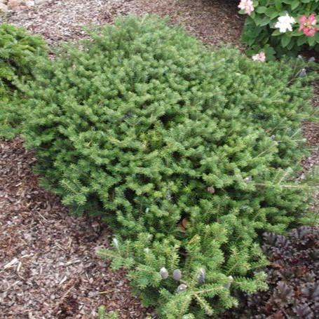 Abies koreana Pancake