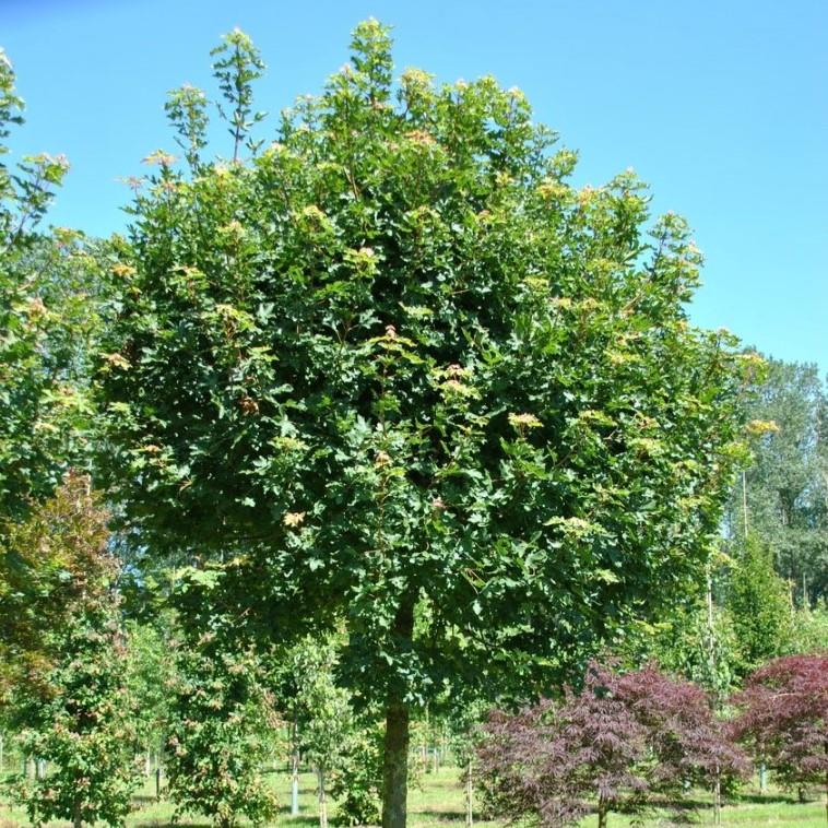 Acer campestre Anny's Globe