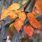 Acer grosseri var. grosseri