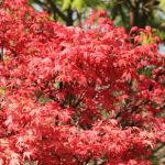 Acer palmatum Beni maiko