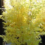 Acer palmatum Bi-hoo