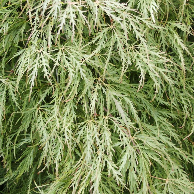 Acer palmatum Emerald Lace