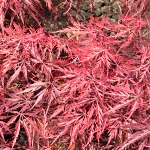 Acer palmatum Firecracker
