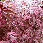 Acer palmatum Geisha Gone Wild