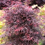 Acer palmatum Hubb´s Red Willow