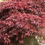 Acer palmatum Inaba-Shidare (syn. Red Select)