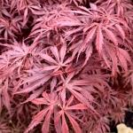 Acer palmatum Jerre Schwartz