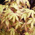 Acer palmatum Katsura
