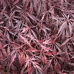 Acer palmatum Tamuke Yama