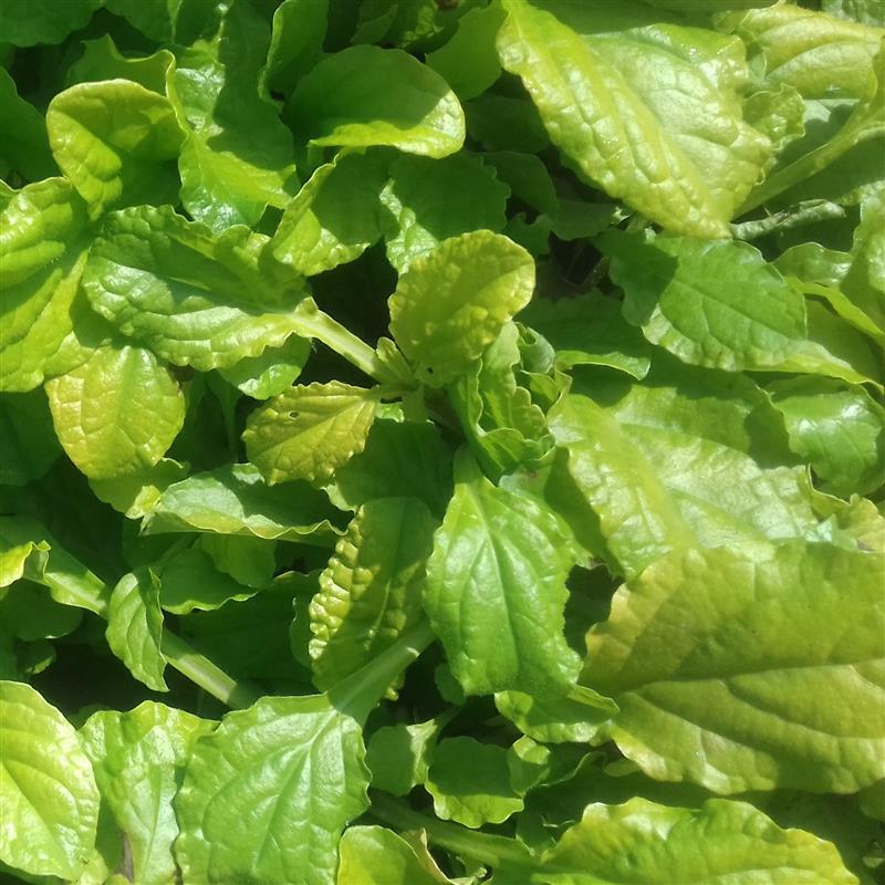 Ajuga reptans Gold Chang