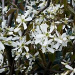Amelanchier laevis Ballerina (syn. A. arborea Ballerina)