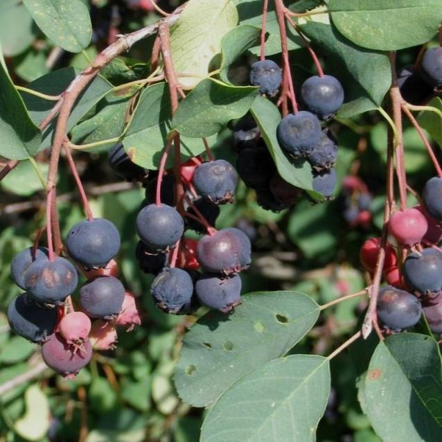 Amelanchier x Princess Diana