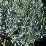 Andromeda polifolia Blue Lagoon