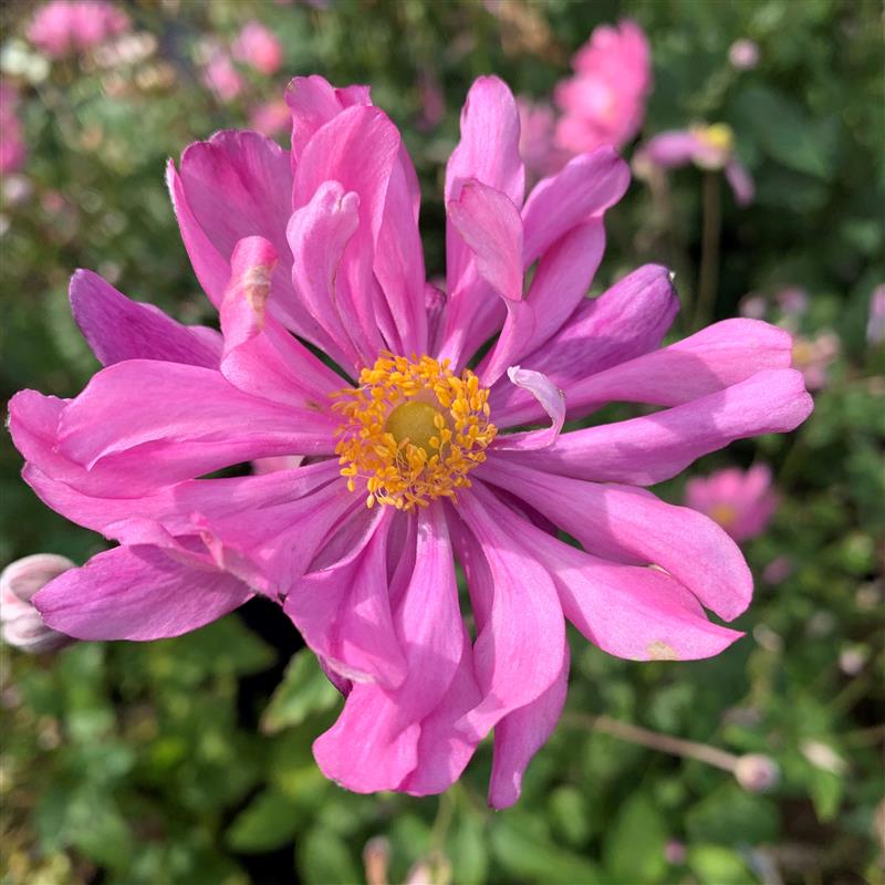 Anemone hybrida Prinz Heinrich