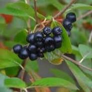 Aronia mitschurini Amit