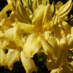 Rhododendron Knap Hill Anneke