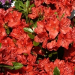 Rhododendron obtusum Satschiko (Geisha Orange)